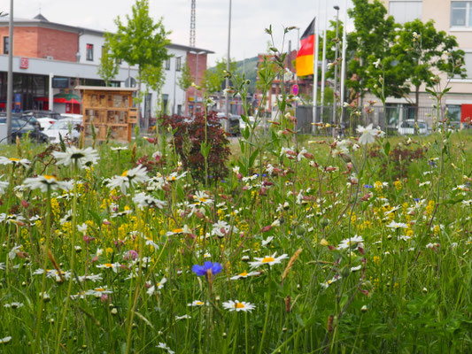 Mehr über den Artikel erfahren Inmitten der Stadt eine Heimat für Insekten