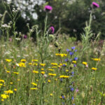 Biotoppflege im NSG Steinbruch Sulzbach