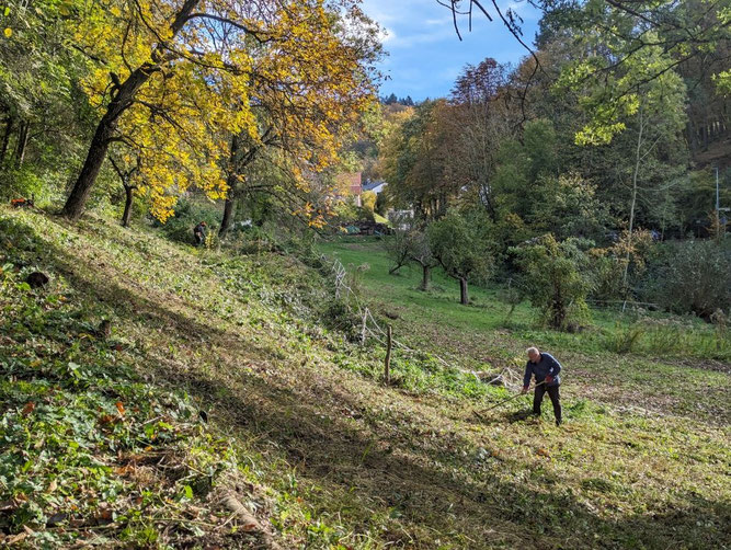 Mehr über den Artikel erfahren Biotoppflege in Weinheim-Nächstenbach