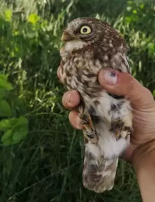 Du betrachtest gerade Steinkauzauswilderungen in der Region