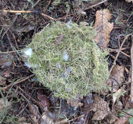 Mehr über den Artikel erfahren Nistkastenreinigung am Valentinstag