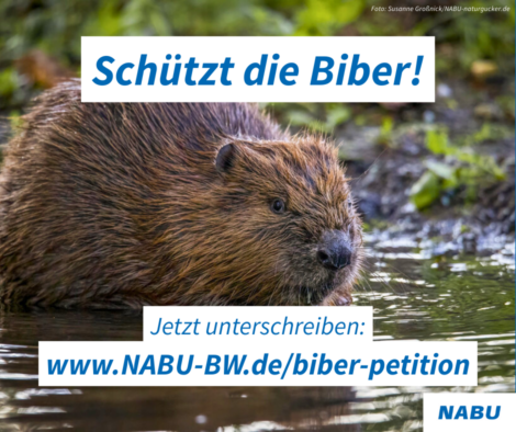 Mehr über den Artikel erfahren Biber-Petition an den Landtag BW