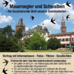 Vortrag: Mauersegler und Schwalben