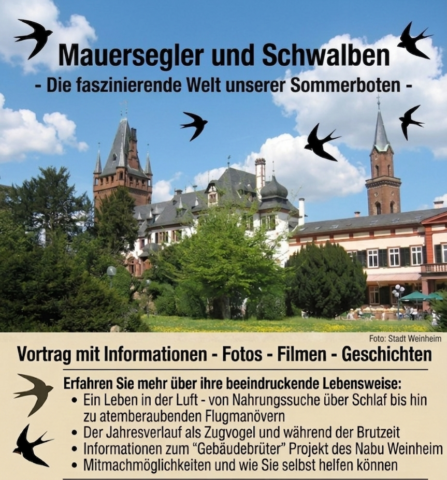 Du betrachtest gerade Veranstaltungshinweis: Vortrag zu Mauerseglern und Schwalben am 27.05.