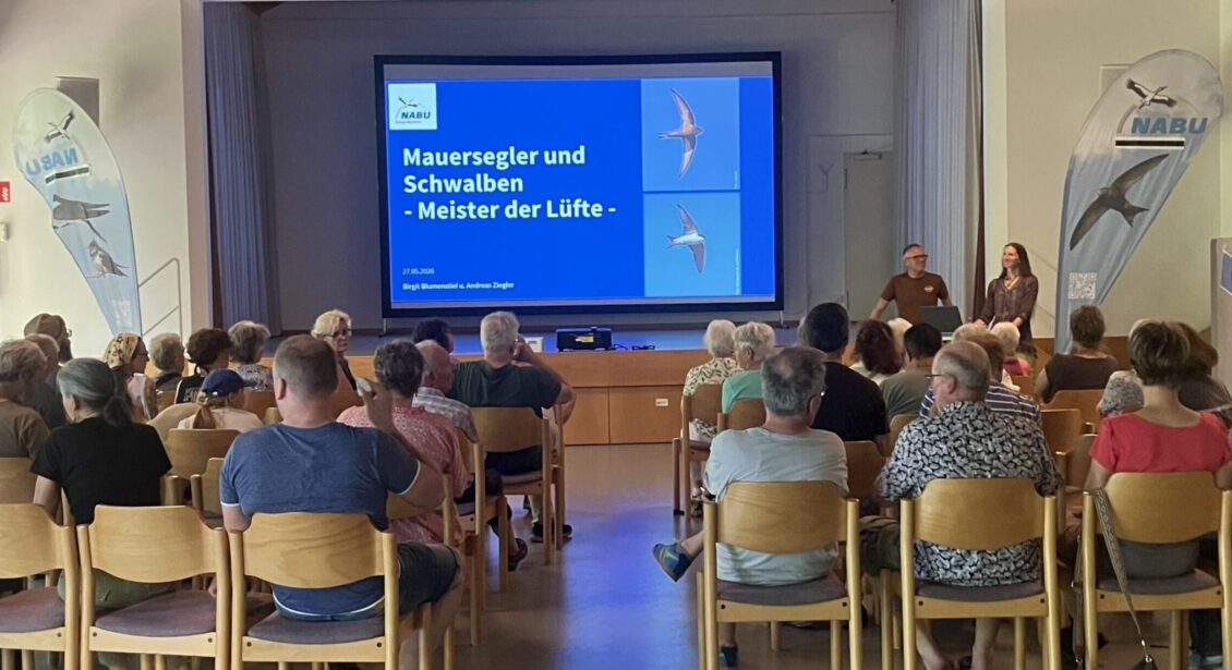 Mehr über den Artikel erfahren Spannende Einblicke in das Leben der Schwalben und Mauersegler